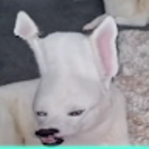 Meet your Posher, Nick